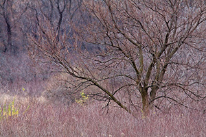A tree fresh from the autumn fall stands naked near DeSoto lake. - Iowa Landscape Photograph
