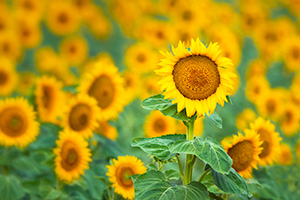 A nature photograph of a field of sunflowers in rural Nebraska. - Nebraska Photograph