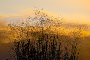 A scenic landscape photograph of grasses and Shadow Lake, Nebraska reflecting the colors of sunset. - Nebraska Photograph