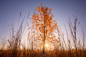 A scenic landscape photograph of an autumn tree on the prairie at Walnut Creek in eastern Nebraska. - Nebraska Photograph