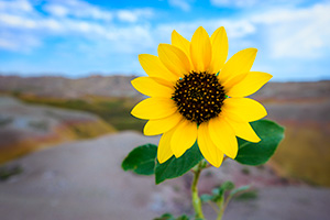 Scenic photograph of a beautiful sunflower in the Badlands National Park, South Dakota. - South Dakota Photograph