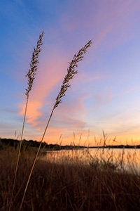 Scenic photograph of prairie grass on an autumn evening at sunset at Chalco Hills Recreation Area, Nebraska. - Nebraska Photograph