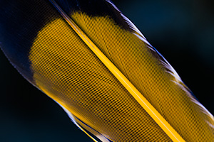 A photograph of a flicker feather at the OPPD Arboretum in Omaha, Nebraska. - Nebraska Photograph
