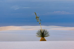 Scenic photograph of a yucca on the dunes at White Dunes National Park, New Mexico. - New Mexico Photograph