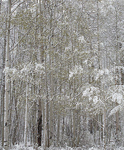 A soft blanket of snow clings to the trees in a forest in Kananaskis Country, Alberta. - Canada Photograph