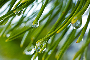 The cool spring rain forms drops on a pine tree. - Rockies Photograph