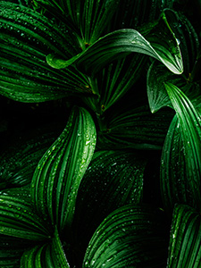 A verdant corn lily deep in the forest after a summer rain. - Canada Photograph