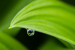 A nature photograph of a drop of rain on corn lily in Glacier National Park, Montana. - Northwest Photograph