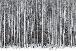 A stand of aspens stands among the snow along the road to Stevens Pass in the Wenatchee National Forest. - Pacific Photograph
