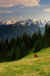 Deer graze in the shadow of the Olympic Mountain Range on Hurricane Ridge. - Pacific Photograph