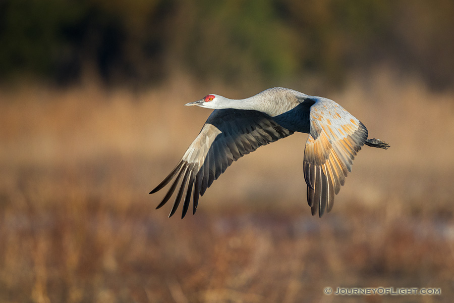 A Sandhill Crane glides through the sky above the Platte River in Central Nebraska in the warm morning light. - Sandhill Cranes Photography