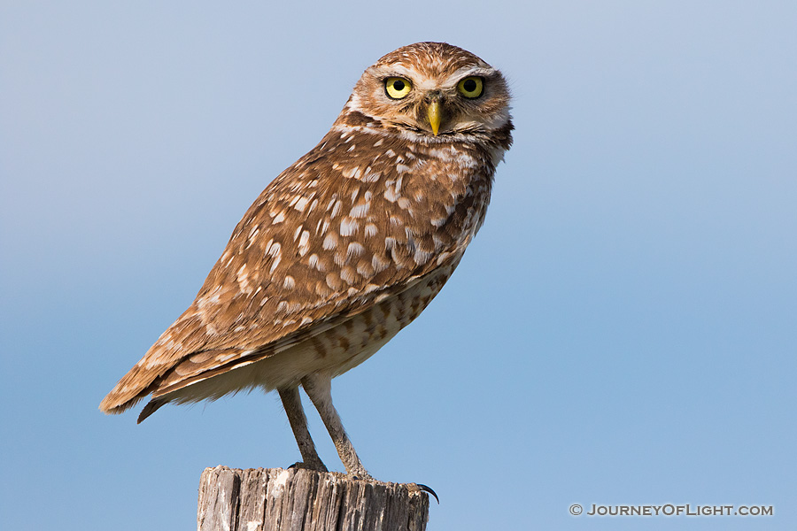 A burrowing owl watches for prey on the Oglala Grasslands from a fencepost. - Nebraska,Animals Photography