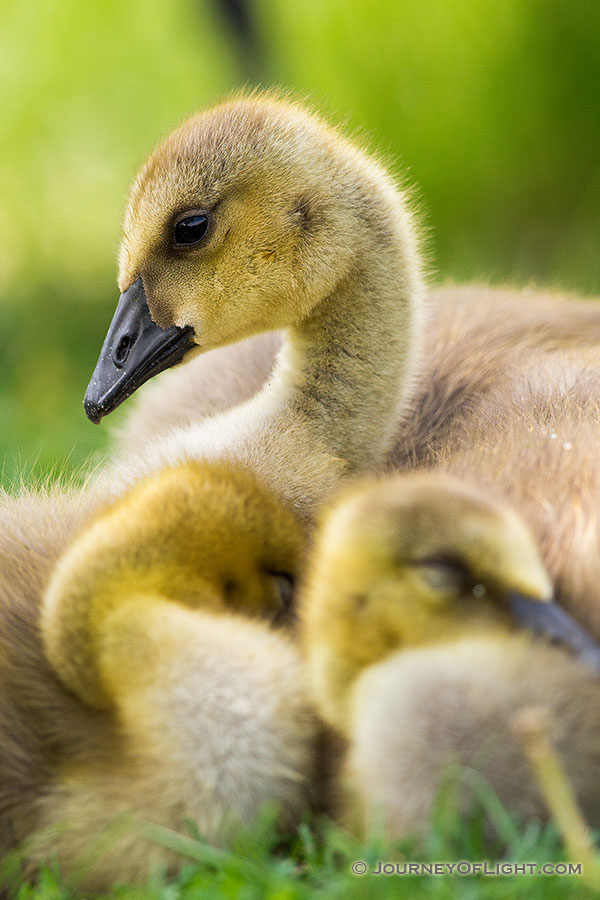 Two goslings huddle together as a third keeps watch at Schramm State Recreation Area in eastern Nebraska. - Schramm SRA Photography