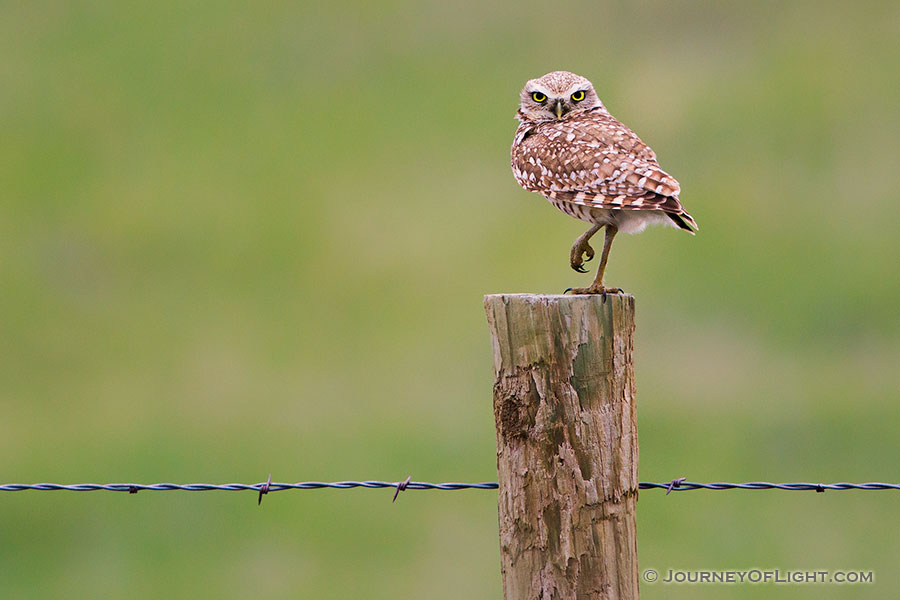 A burrowing owl watches from a fencepost near his burrow in the Sandhills of Nebraska. - Crescent Lake National Wildlife Refuge Photography