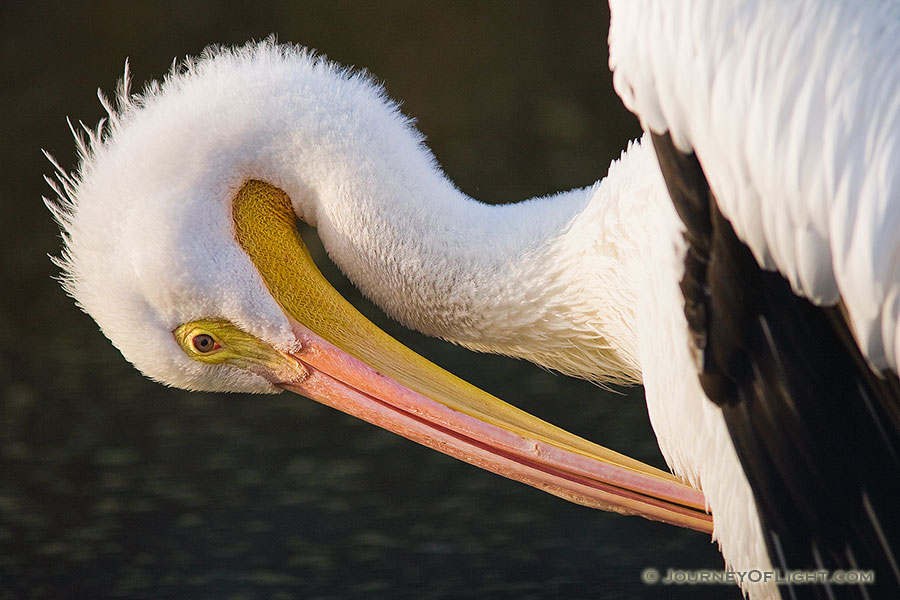 A profile view of a pelican. *Captive* - Nebraska Photography