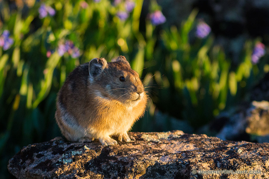 A pika on the boulders on the tundra of Rocky Mountain National Park stops briefly from foraging to bask in the morning sun.  Pikas scurry quickly around the rocks high upon the tundra at Rocky Mountain National Park, and often their movement is what I see before I see animal itself.  I enjoy watching them come from their craggy homes and harvest plants, some quite large which they either amazingly shove into their mouth or take back to their homes.  When threatened or when re-entering their home they let out a high pitched call.  While photographing this particular pika, I moved just a little and startled him.  He quickly climbed a rock and then let out his warning yelp telling me to back off!  A little critter with a bold character. - Rocky Mountain NP Photography