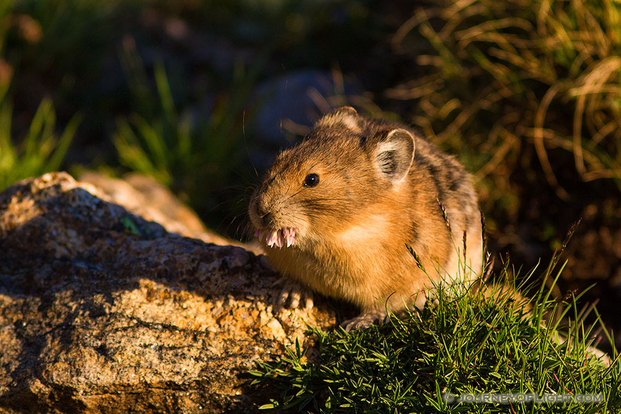 A pika on the boulders on the tundra of Rocky Mountain National Park munches on a tundra flower during a warm mid-summer day. - Rocky Mountain NP Photography