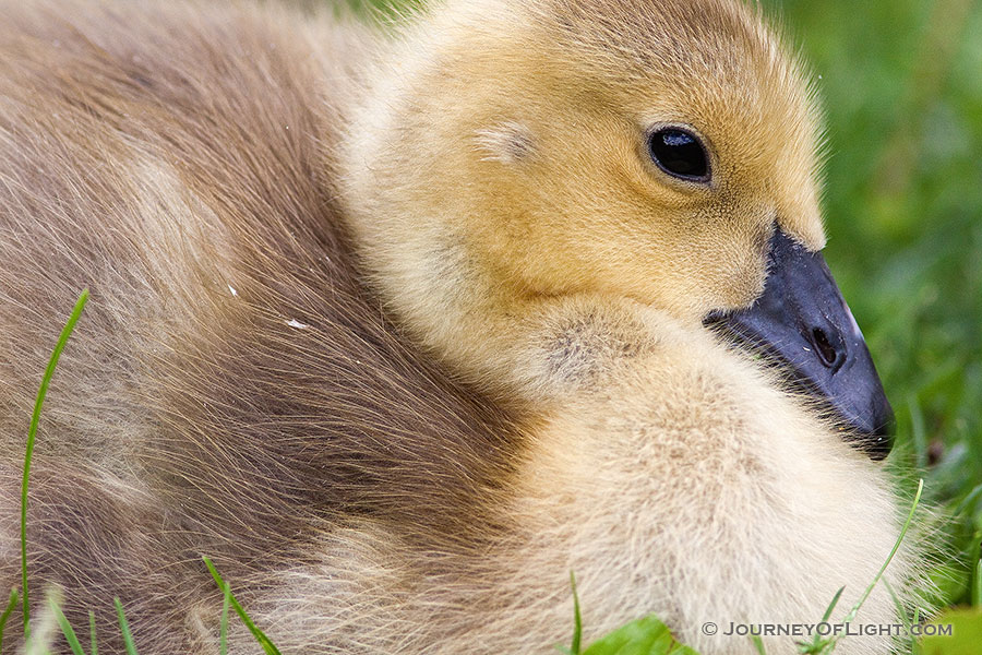 A single gosling rests in the afternoon shade in eastern Nebraska. - Schramm SRA Photography