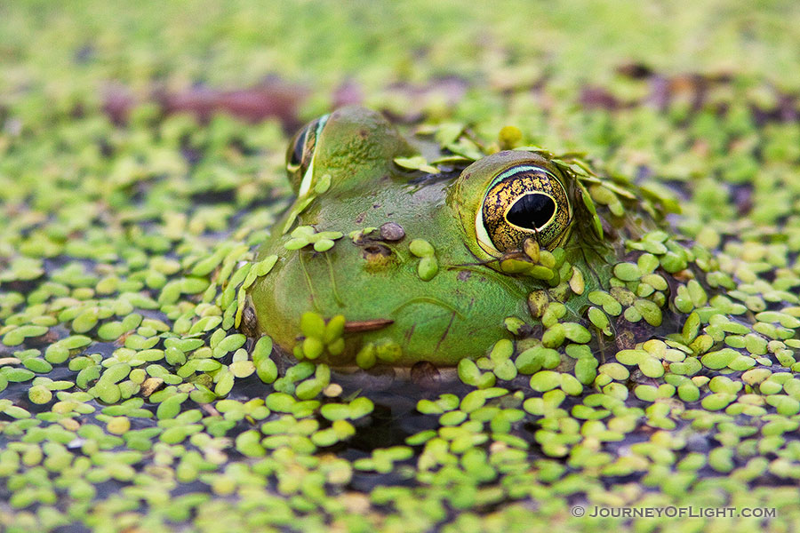 Silent and mostly submerged, a frog watches his surroundings closely. - Jack Sinn WMA Photography