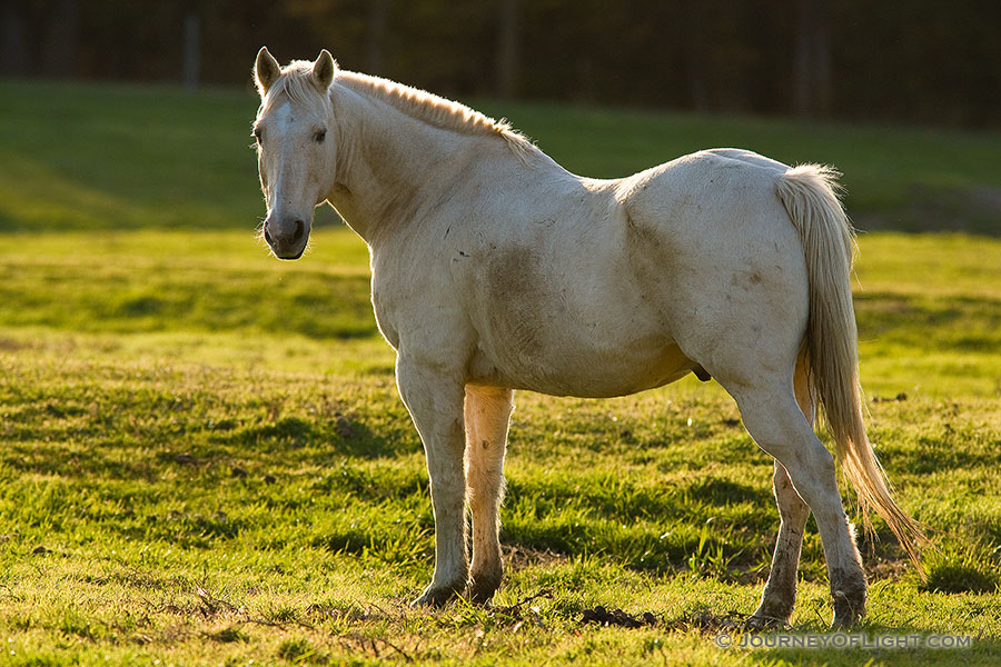 A stallion poses for a quick shot will eating dinner at Mahoney State Park, Nebraska. - Nebraska Photography