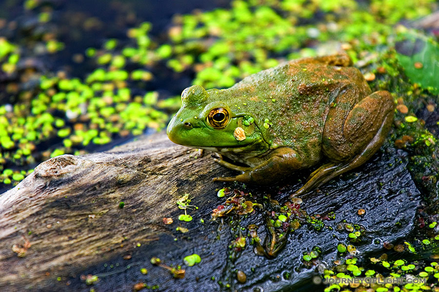 A frog on log a common sight at Nebraska Ponds. - Nebraska Photography