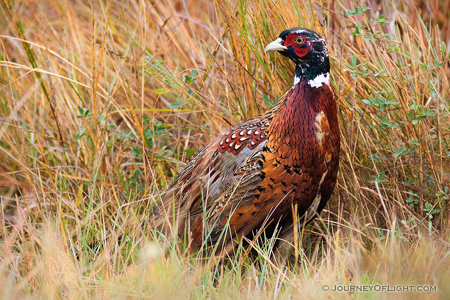 For a brief moment this fiesty pheasant come out of the grass and revealed himself before quickly ducking back. - Ft. Niobrara Photography