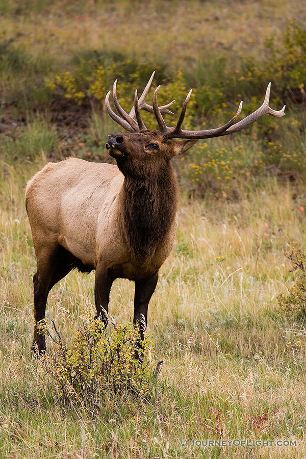 The sound echoing through the valley, an elk bugles during the fall mating season in Rocky Mountain National Park. - Rocky Mountain NP Photography