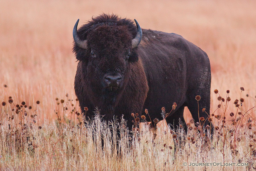 A buffalo (bison) waits quietly in a prairie at Ft. Niobrara National Wildlife Refuge. - Ft. Niobrara Photography