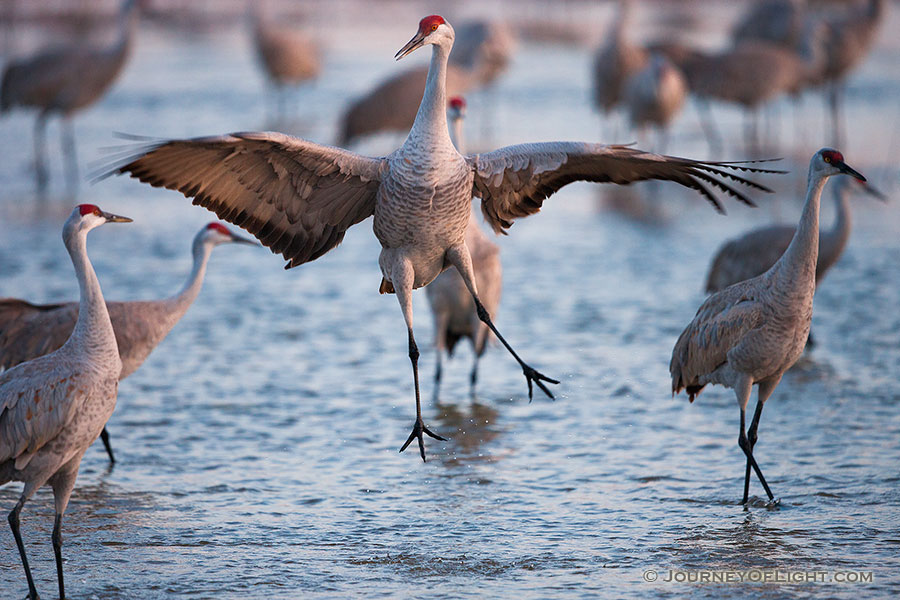 A graceful Sandhill Crane dances to impress potential mates, to establish territorial claims or to confirm potentially decades long bonding.  Sandhill Cranes mate for life and the dancing is all part of the ritual. - Sandhill Cranes Photography
