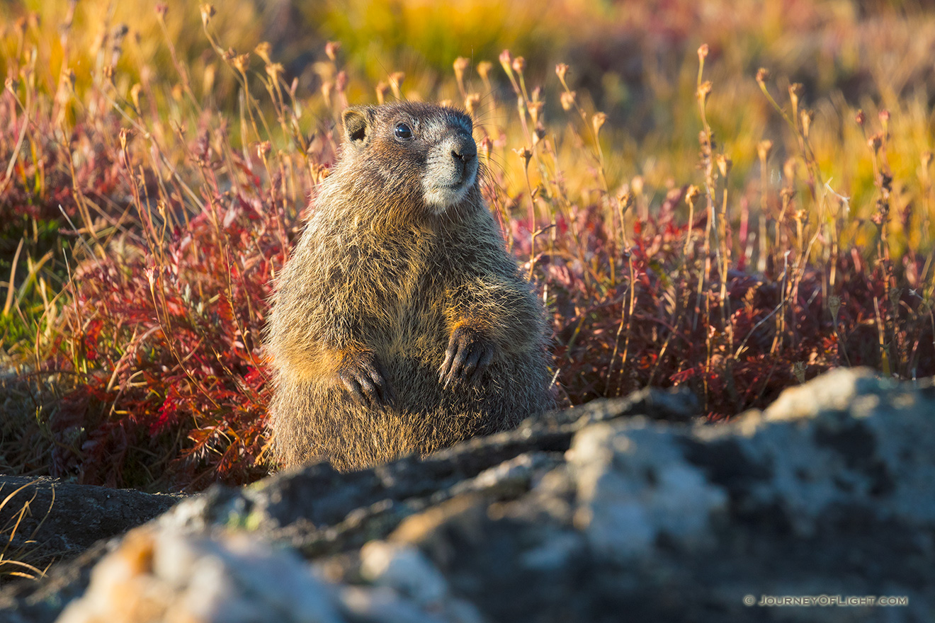 A wildlife photograph of a yellow-bellied marmot at Rocky Mountain National Park. - Rocky Mountain NP Picture