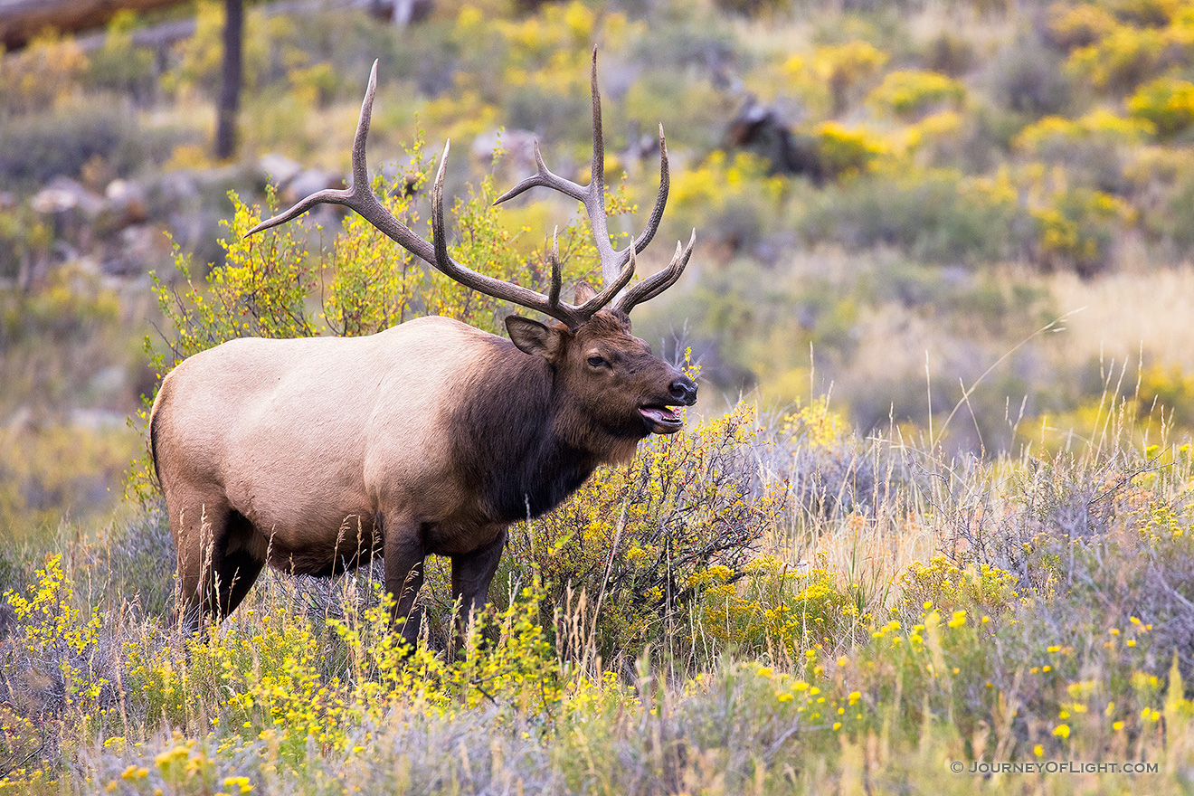 A bull elk bugles to its mates in Rocky Mountain National Park, the sound echoing through Moraine Park. - Colorado Picture