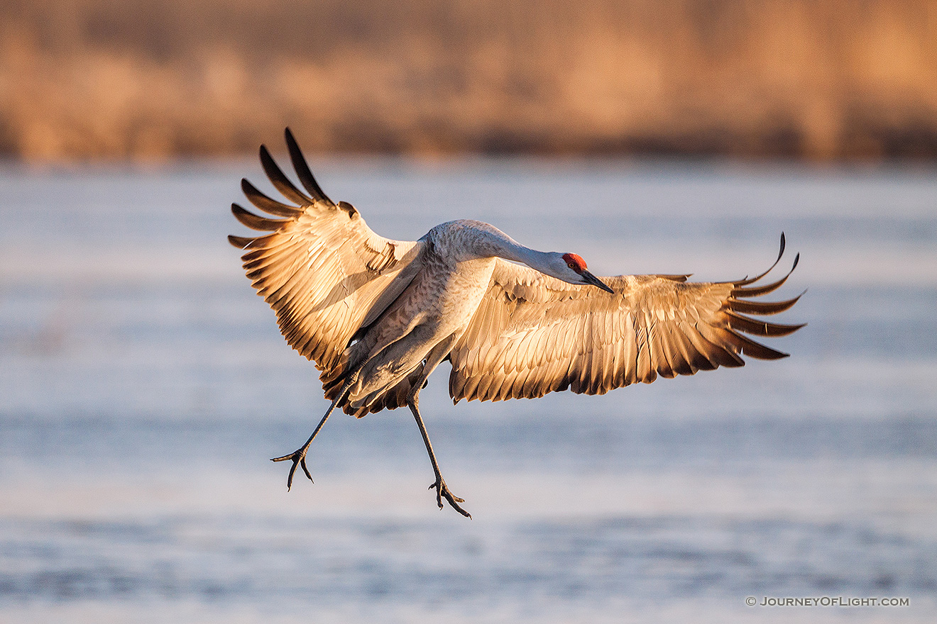 A Sandhill Crane lands on a sandbar on the Platte River in central Nebraska. - Sandhill Cranes Picture