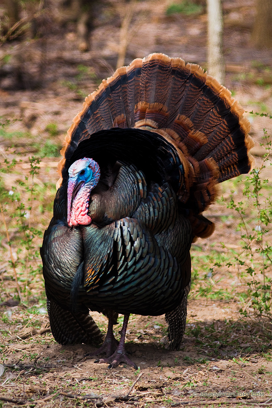 A turkey shows its plumage and does a dance for the ladies nearby. - Nebraska Picture