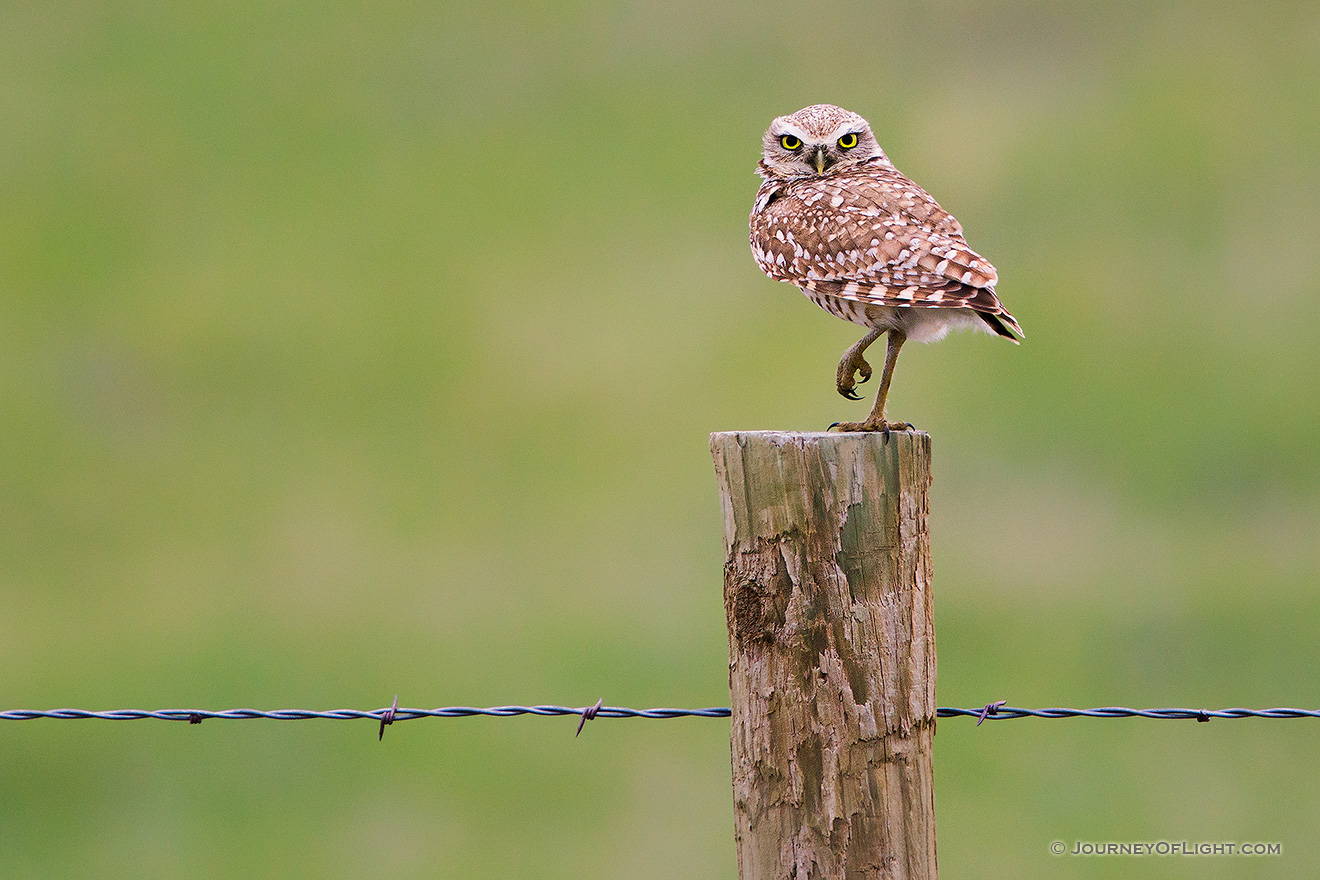 A burrowing owl watches from a fencepost near his burrow in the Sandhills of Nebraska. - Crescent Lake National Wildlife Refuge Picture