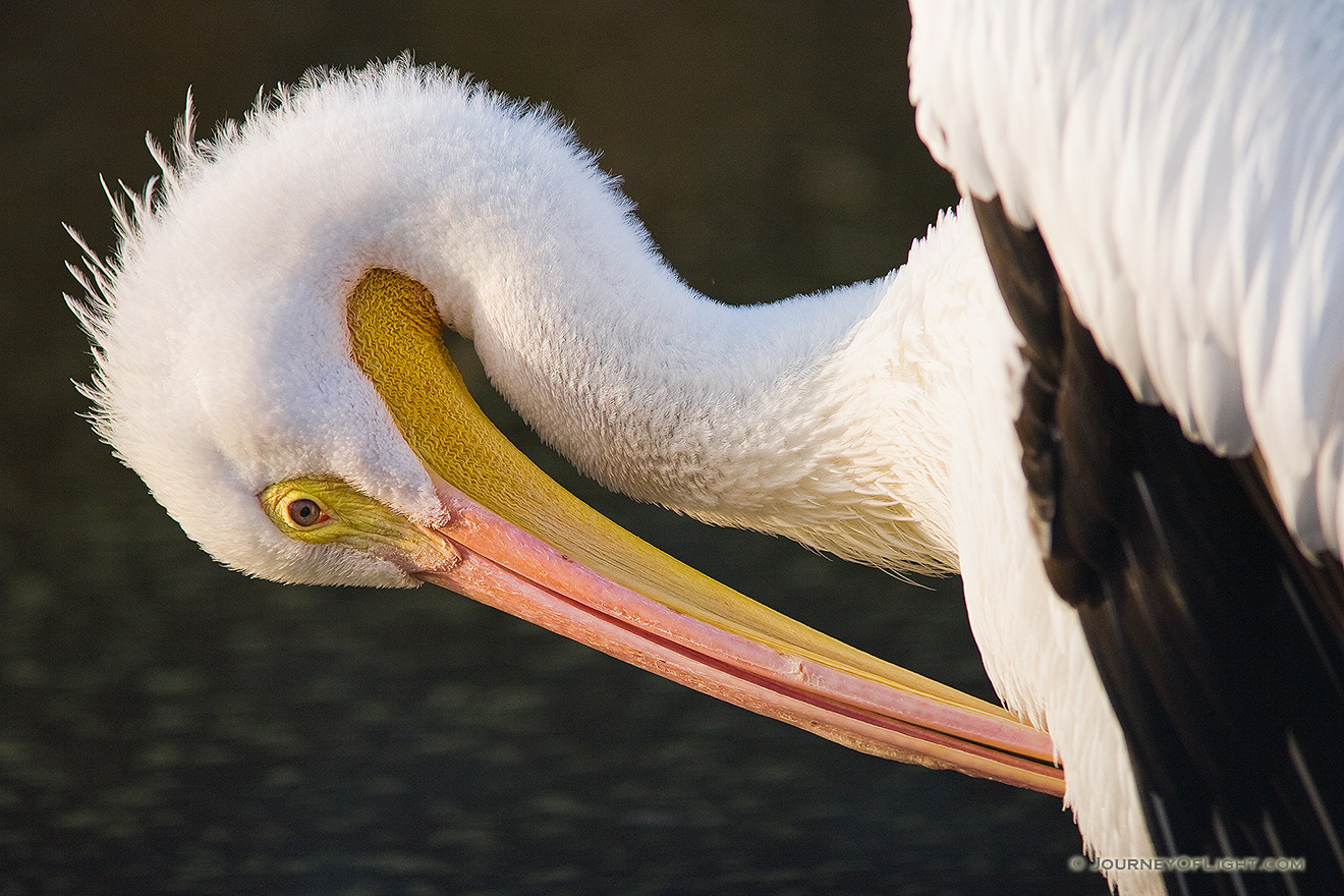 A profile view of a pelican. *Captive* - Nebraska Picture