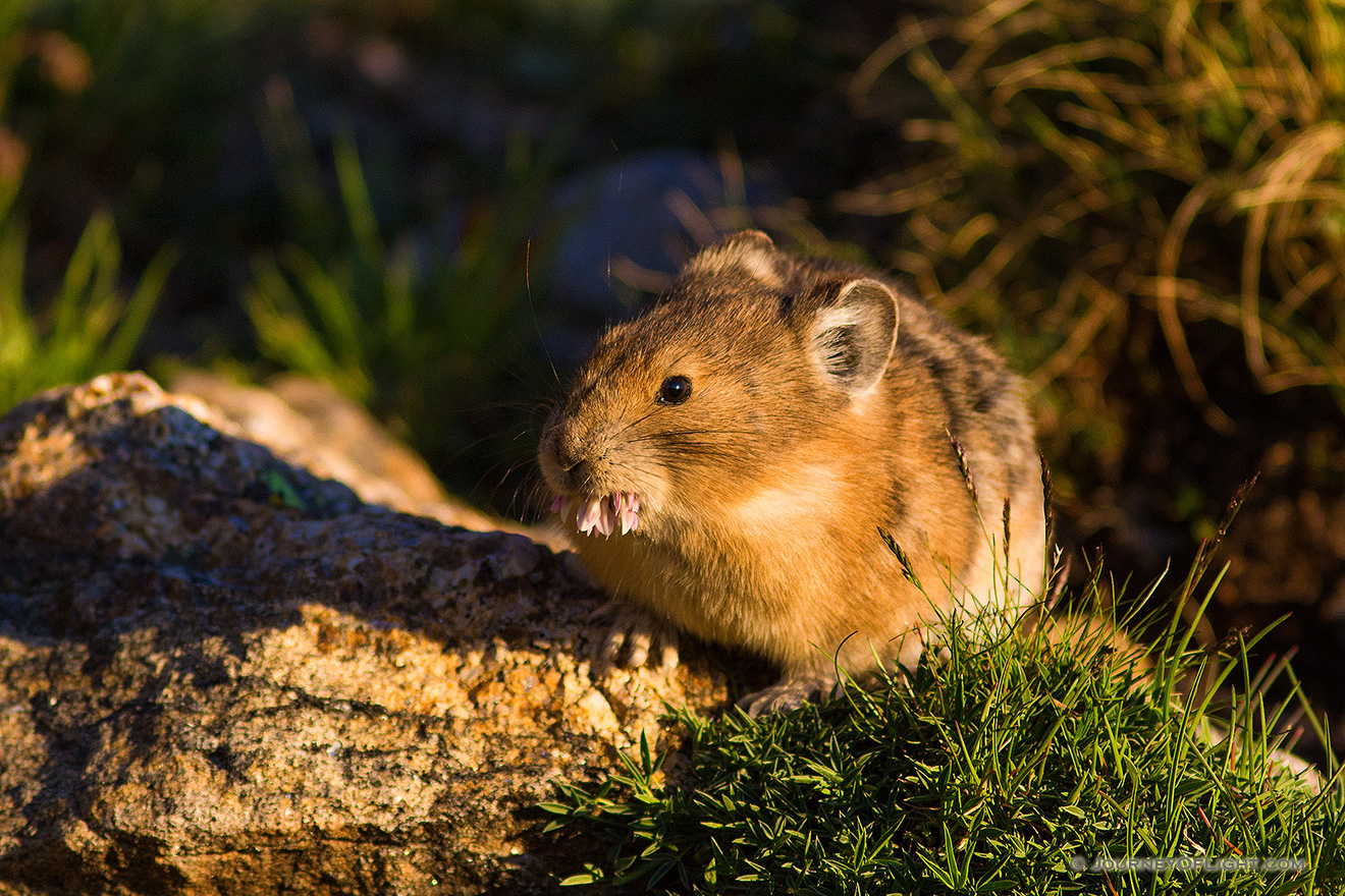 A pika on the boulders on the tundra of Rocky Mountain National Park munches on a tundra flower during a warm mid-summer day. - Rocky Mountain NP Picture