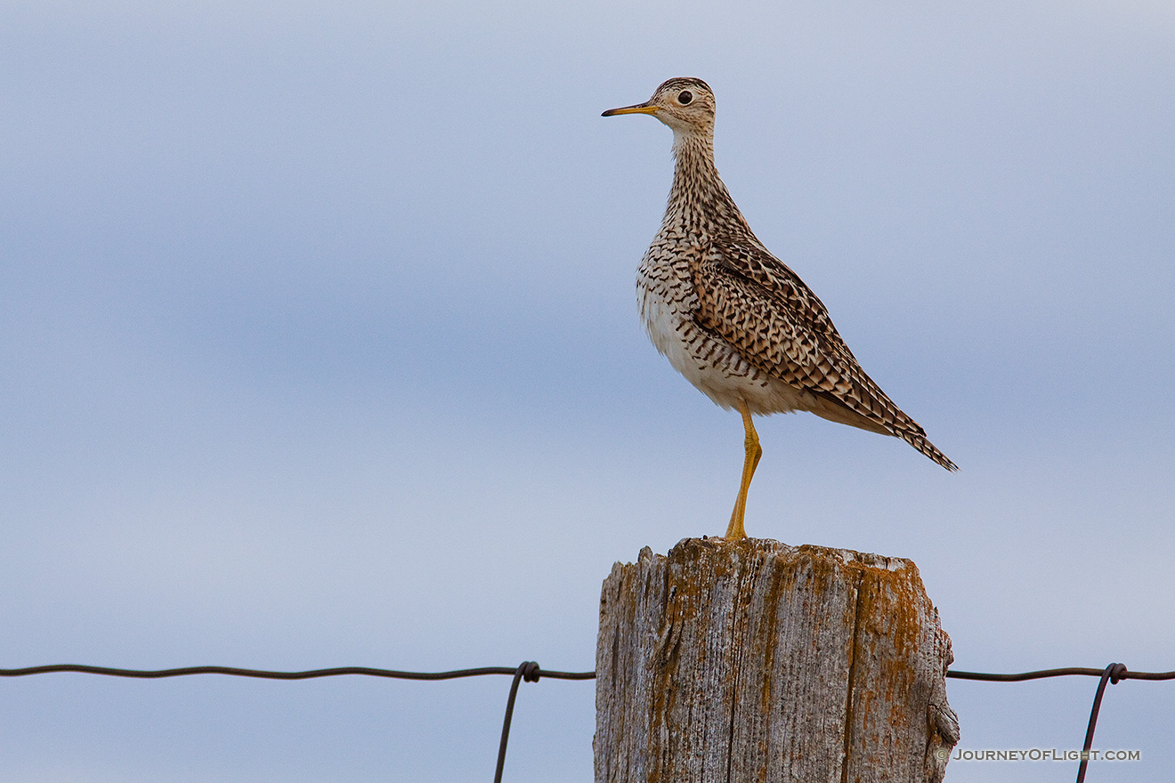 An Upland Sandpiper watches from high on a post at Ft. Niobrara National Wildlife Refuge. - Ft. Niobrara Picture