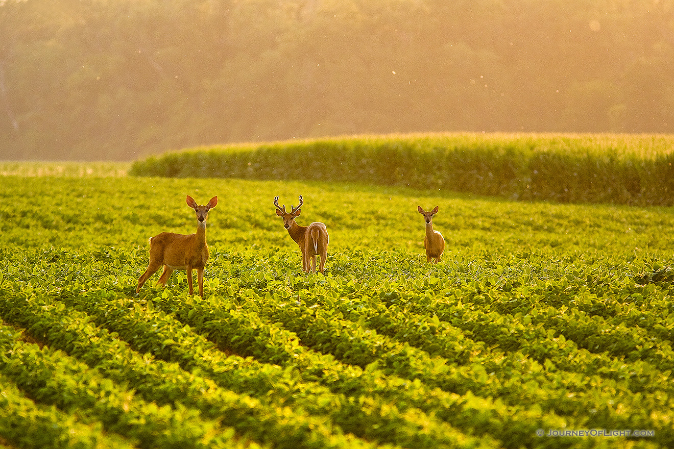A family of deer grazes on a farmer's field in DeSoto National Wildlife Refuge. - DeSoto Picture