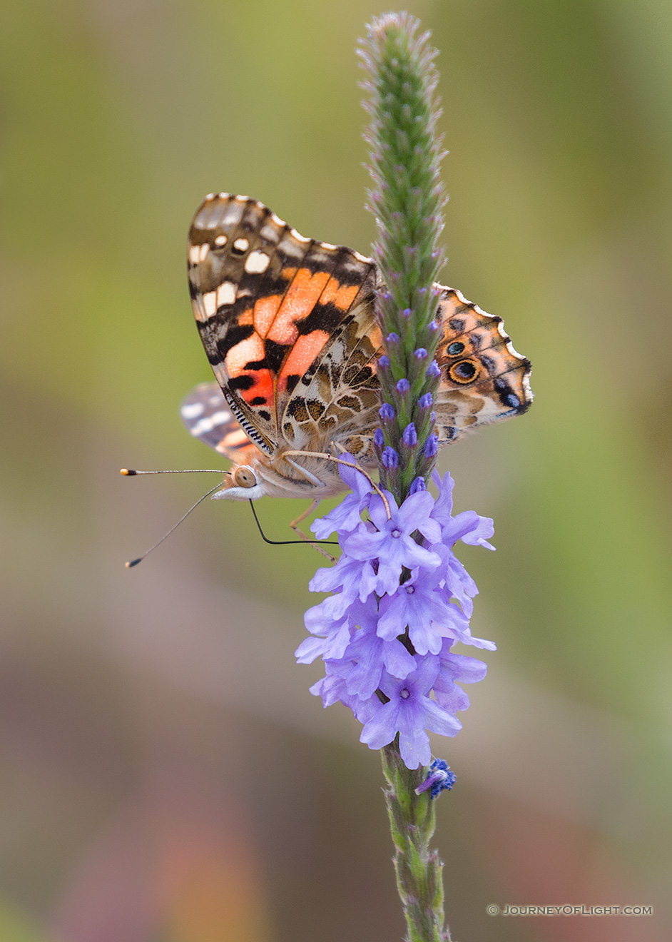 A moth lands on a flower on a spring evening at DeSoto National Wildlife Refuge. - DeSoto Picture