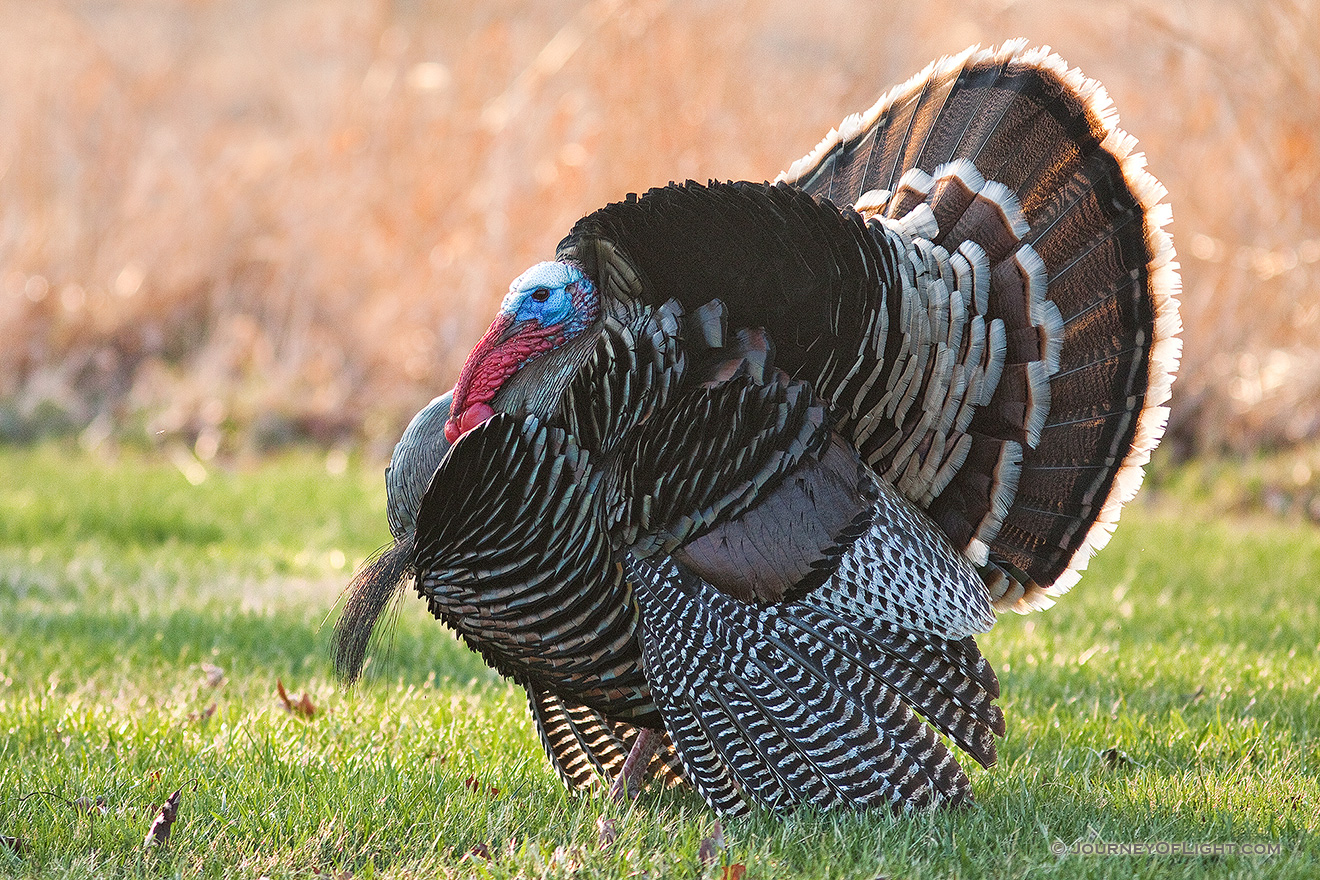 At Mahoney State Park in Eastern Nebraska a turkey (tom) displays his plumage. - Nebraska Picture