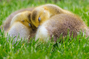 Wildlife photograph of two goslings cuddling together at Schramm State Recreation Area, Nebraska. - Nebraska Photograph