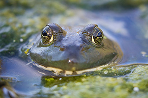 A frog peeks out from one of the ponds at Schramm State Recreation Area, Nebraska. - Nebraska Photograph