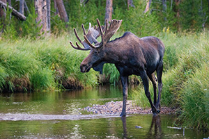 Near dusk in  Summerland Park in western Rocky Mountain National Park, a bull Moose quietly crosses the North Inlet stream. - Colorado Wildlife Photograph