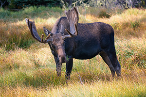 A bull Moose feeds on the abundant grasses in the morning sun in Summerland Park in western Rocky Mountain National Park. - Colorado Wildlife Photograph