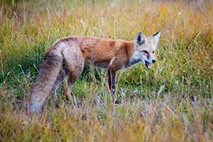 A wildlife photograph of a red fox hunting in the Kawuneeche Valley of Rocky Mountain National Park, Colorado. - Colorado Photograph