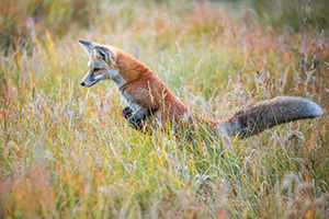 A red fox begins his pounce on unsuspecting prey in the Kawuneeche Valley of western Rocky Mountain National Park, Colorado. - Colorado Photograph