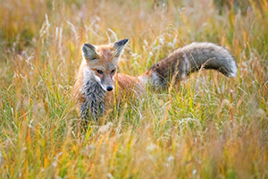 A red fox searches through the tall grass for his next meal in the Kawuneeche Valley of western Rocky Mountain National Park, Colorado. - Colorado Photograph