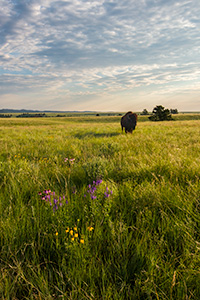 A wildlife photograph of a buffalo in a field of wildflowers in Wind Cave National Park, South Dakota. - South Dakota Wildlife Photograph