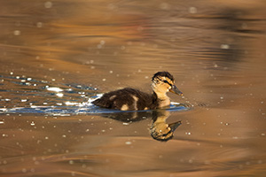 A mallard duckling swims quickly across the water as the sun sets in the distance. - Nebraska Photograph