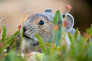 Wildlife photograph of a pika foraging for food at Rocky Mountain National Park, Colorado. - Colorado Wildlife Photograph Photograph